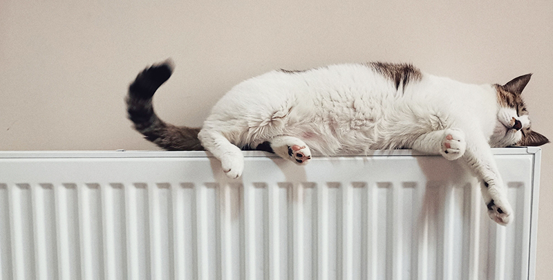 Gato sobre radiador calefaccion